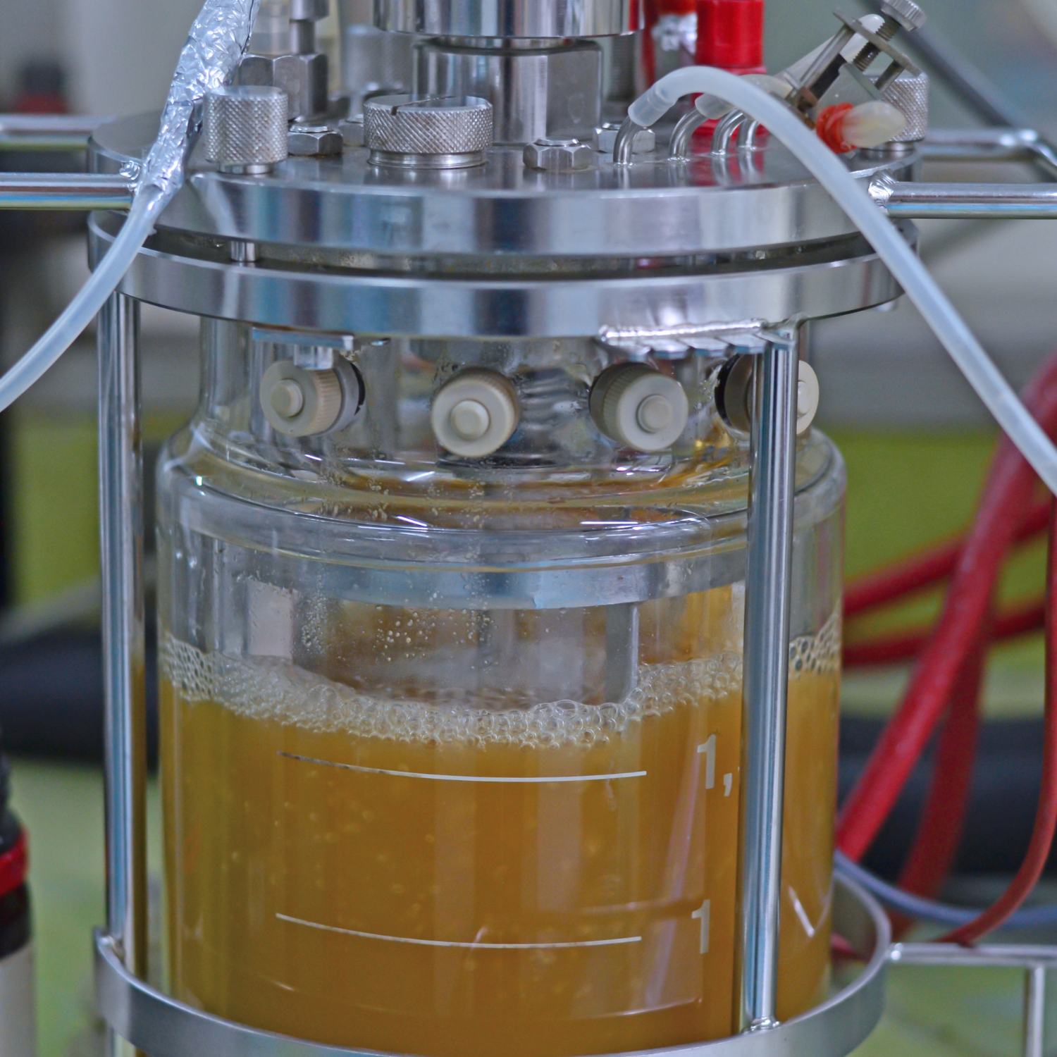 Brewer's Yeast